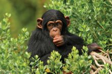 In Oeganda kunt u tijdens een excursie op zoek gaan naar chimpansees