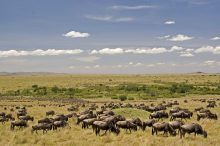 De jaarlijkse migratie van de hoefdieren in Kenia is een groot spektakel