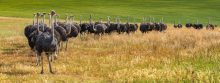 Oudsthoorn is het centrum van de wereld voor de struisvogelfokkerij